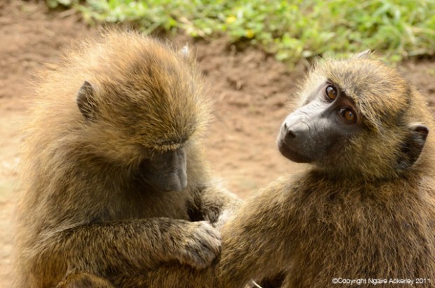 Baboons grooming