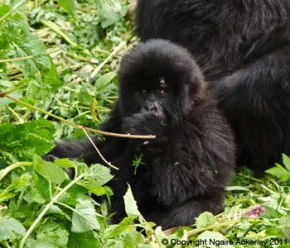 Baby Gorilla