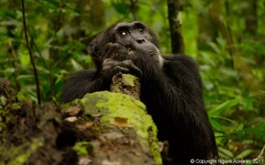 Chimpanzee, Kibale Forest