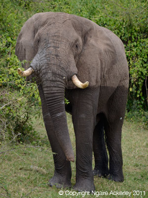 Elephant, Queen Elizabeth National Park