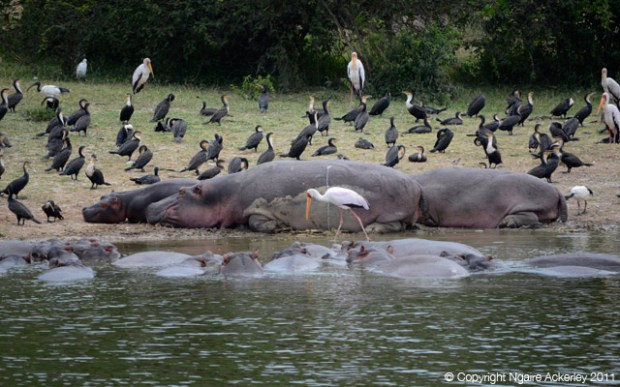 Hippos relaxing