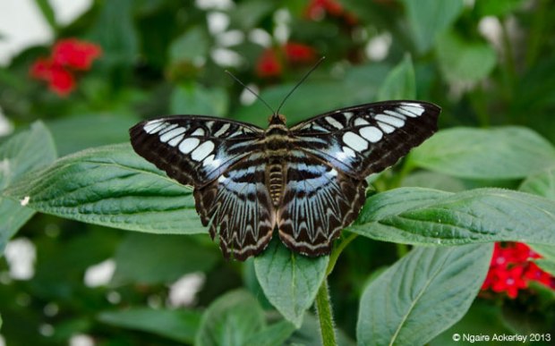 Butterfly, Natural History Museum. Copyright Ngaire Ackerley