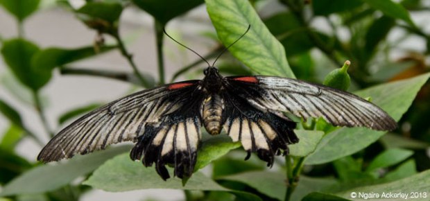 Butterfly, Natural History Museum. Copyright Ngaire Ackerley