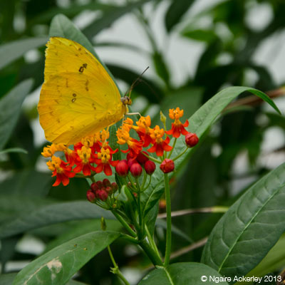 Butterfly, Natural History Museum. Copyright Ngaire Ackerley