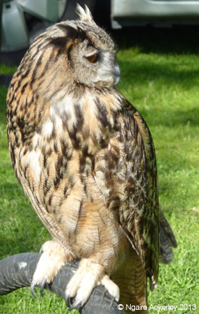 Owl