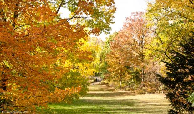 Autumn Foliage in Prospect Park, USA