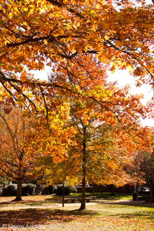 Autumn Fall in Philadelphia