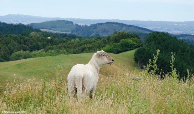 Sheep in New Zealand