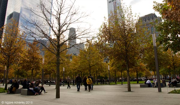 Trees in the 9/11 World Trade Center Memorial