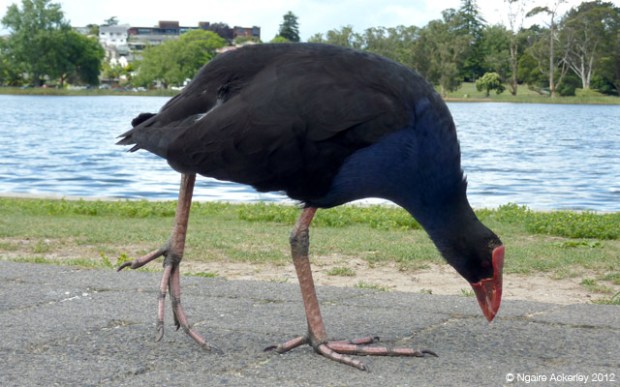 Pukeko bird