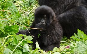 Gorilla in Rwanda