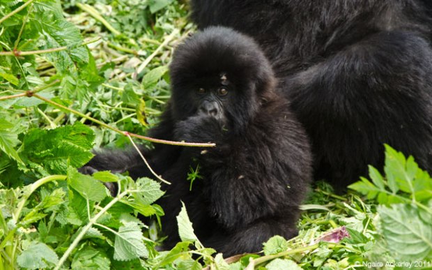 Gorilla in Rwanda