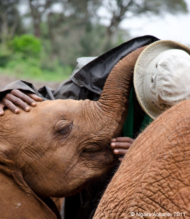 A baby elephant giving a cuddle to the guy that just fed it