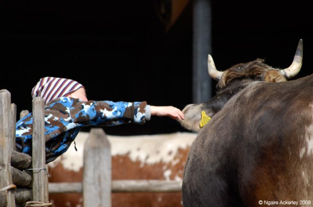A small child touching a cow from a distance.