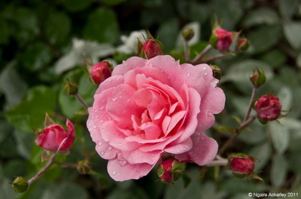 Sometimes flowers say it all.