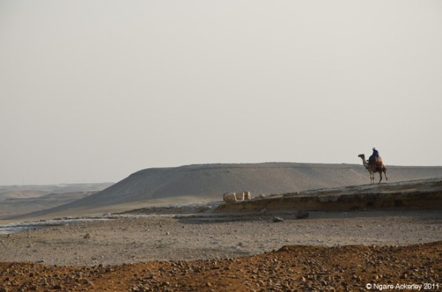 Camel in desert, Cairo