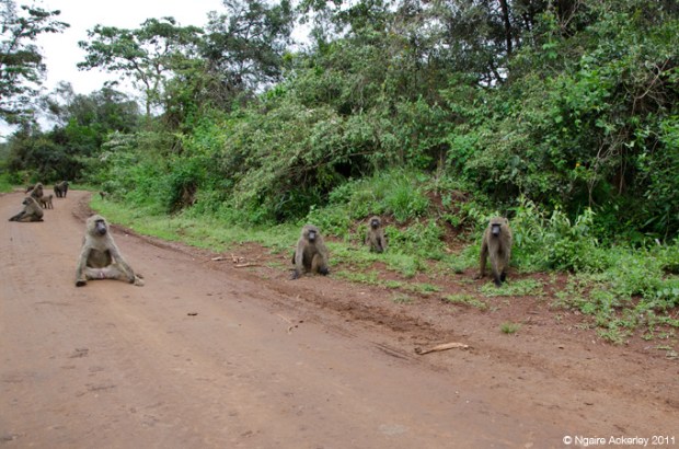 Taking the road less travelled, Nairobi, Kenya