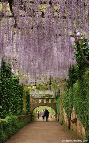 The stunning gardens at Ravello, Italy