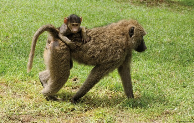 Baboon walking with child, Lake Nakuru National Park, Kenya