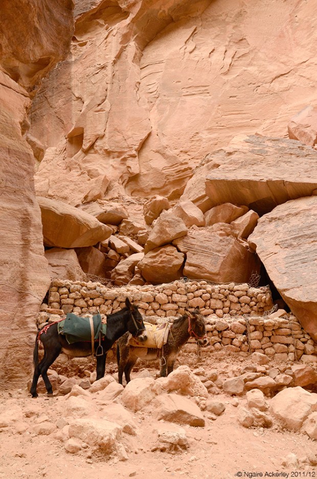 Donkeys, Petra. Jordan