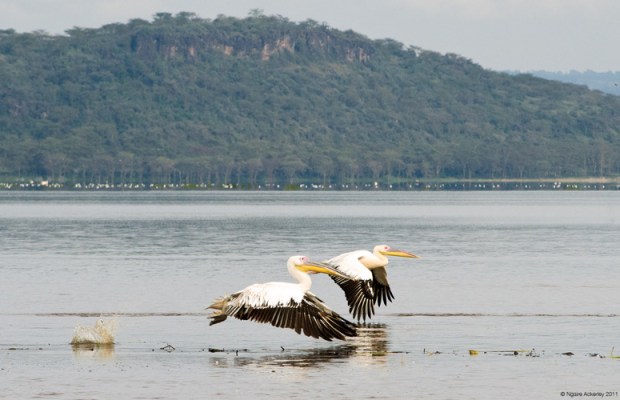 Pelicans flying, Lake Nakuru National Park, Kenya