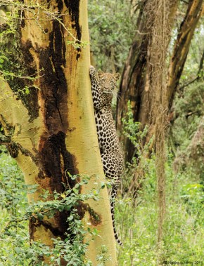 Leopard, Lake Nakuru National Park, Kenya