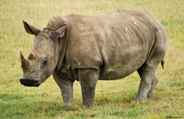 Rhino, Lake Nakuru National Park, Kenya