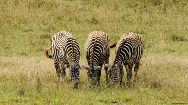 Zebra, Lake Nakuru National Park, Kenya