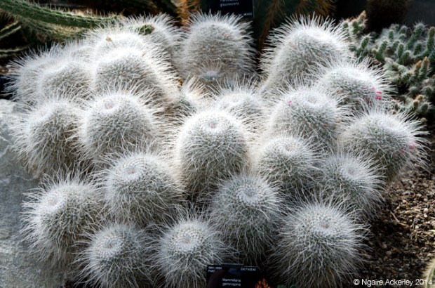 Cactus inside the Princess of Wales Conservatory, Kew Gardens