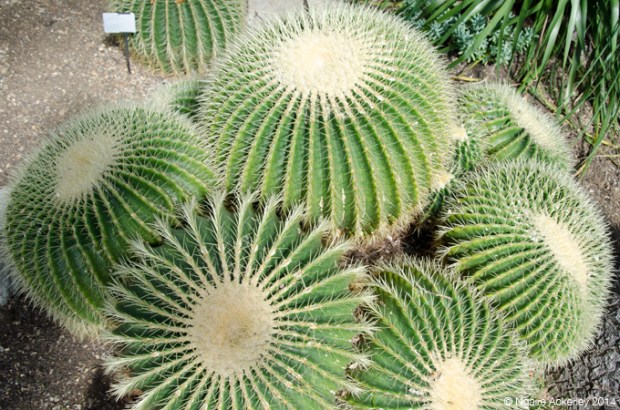 Cactus inside the Princess of Wales Conservatory, Kew Gardens