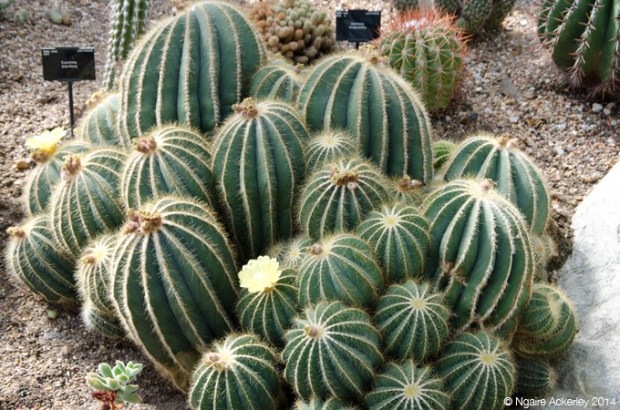 Cactus inside the Princess of Wales Conservatory, Kew Gardens