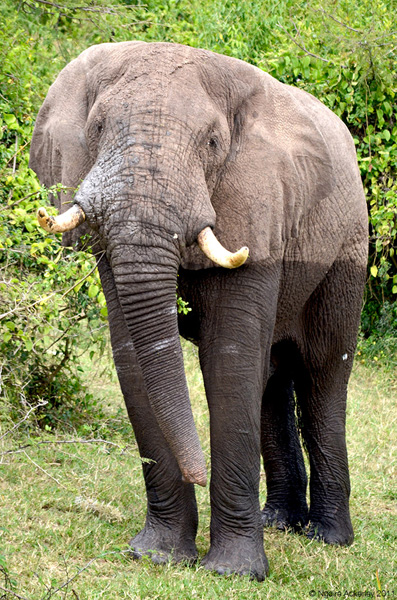 Elephant in Queen Elizabeth National Park, Uganda