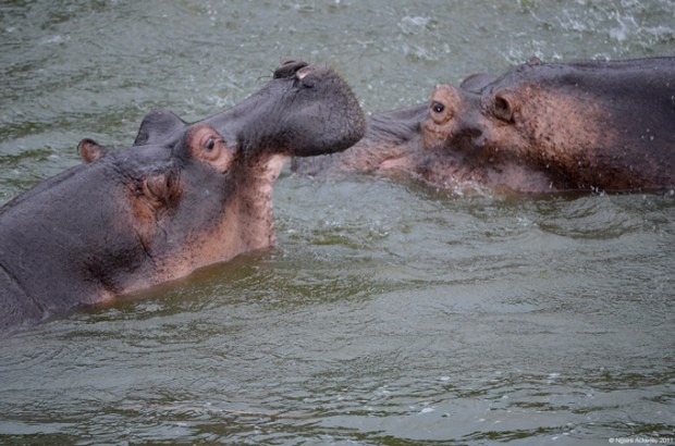 Hippopotamus, Queen Elizabeth National Park, Uganda