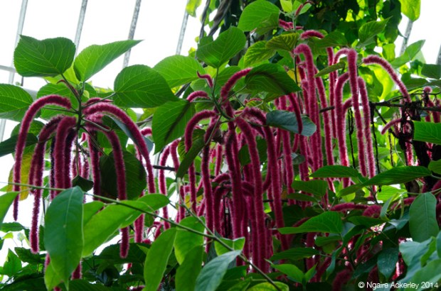 Inside Palm House, Kew Gardens