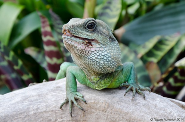 Lizard inside the Princess of Wales Conservatory, Kew Gardens
