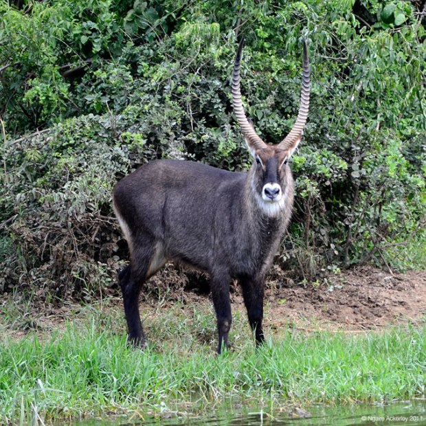 Waterbuck, Queen Elizabeth National Park, Uganda