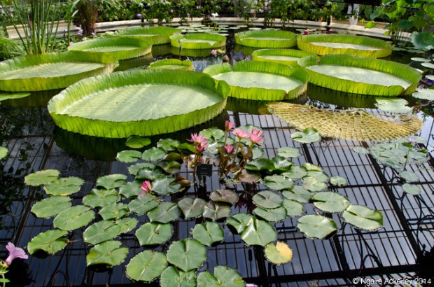 Waterlily House, Kew Gardens