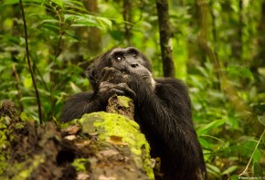 Chimpanzee, Kibale National Park, Uganda