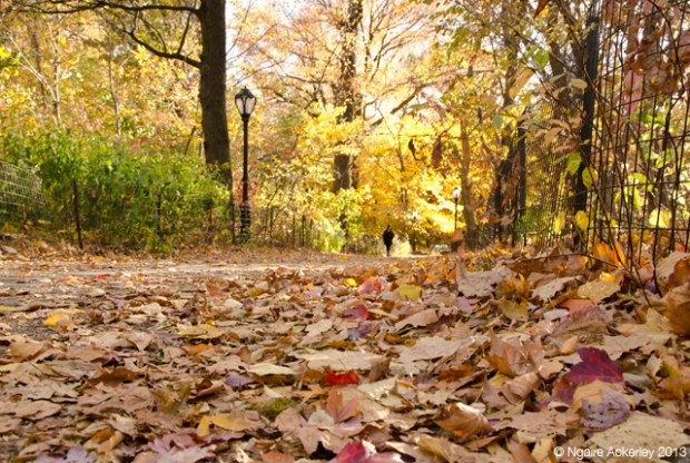 Central Park, New York