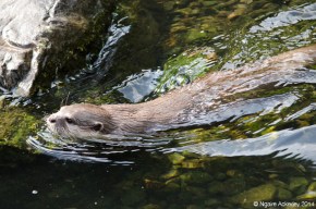 Shot on my DSLR: Otter in the Wetlands