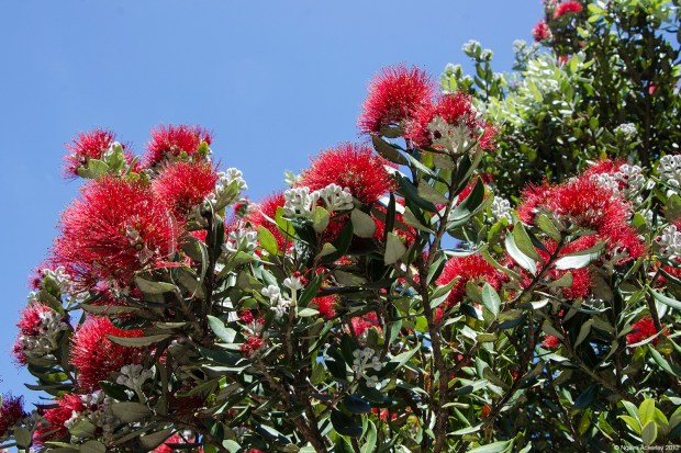 The Pohutukawa Tree, always out in time for Christmas