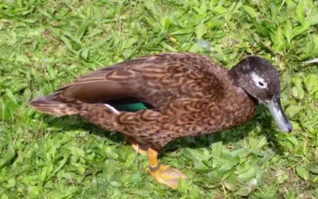 Shot on the S5: Laysan Ducks at the London Wetlands Centre (focus not great with single shot and movement)