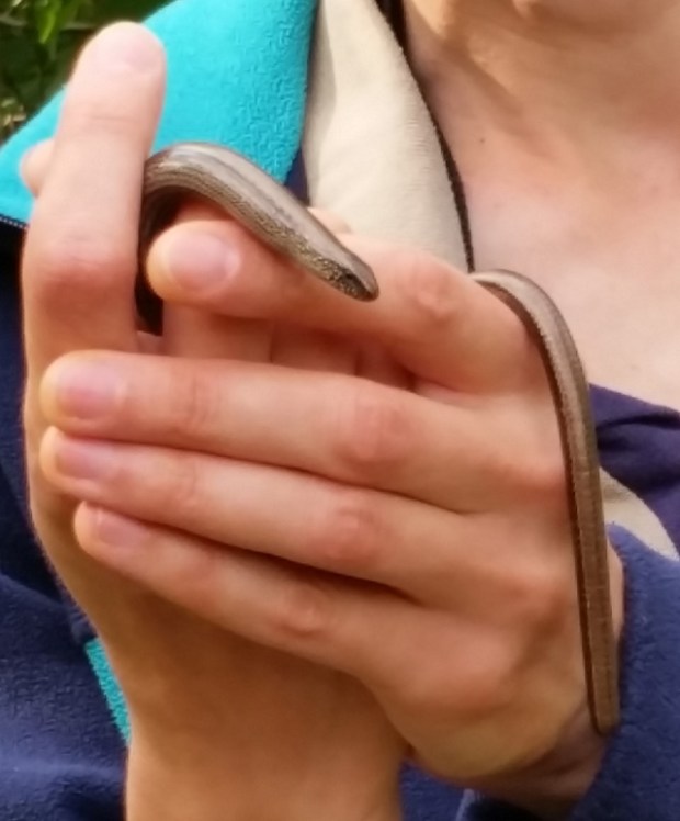 Shot on the S5: Slow worm