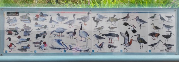 Shot on the S5: Some of the many birds you can see at the Wetland Centre