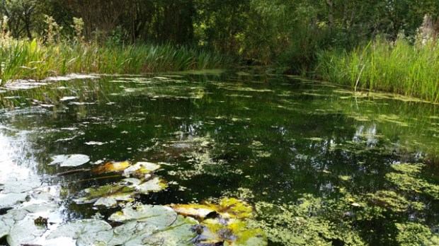 Shot on the S5: One of the ponds at the Wetland Centre