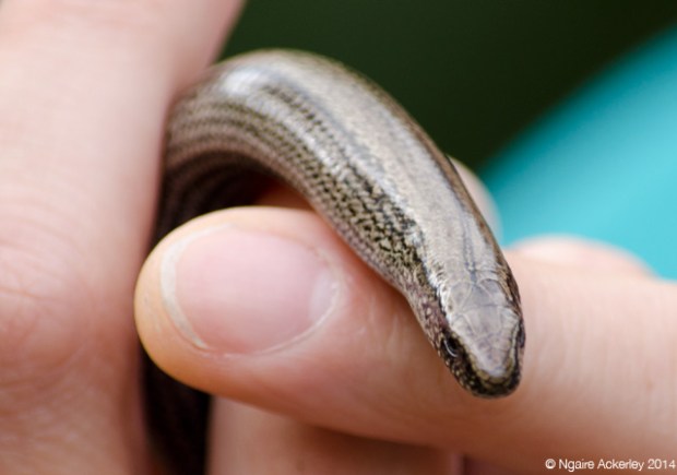 Slow worm shot on my DSLR