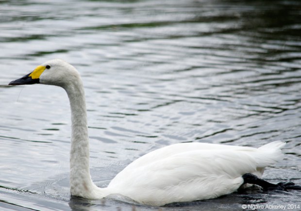 Shot on my DSLR: Swan at the London Wetlands Centre
