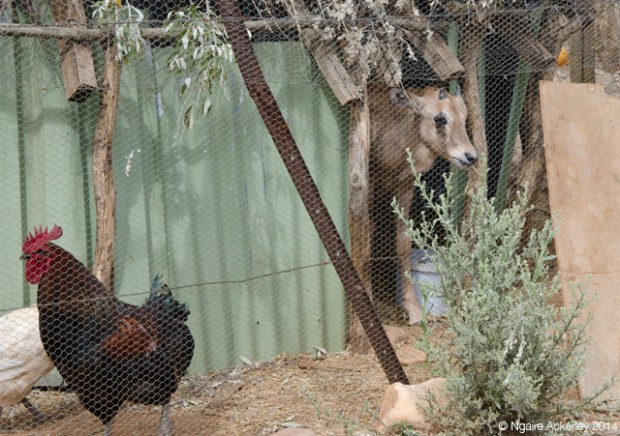 Baby Oryx in the chicken pen