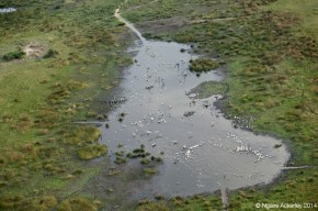 Birds in a lagoon of the Okavango Delta