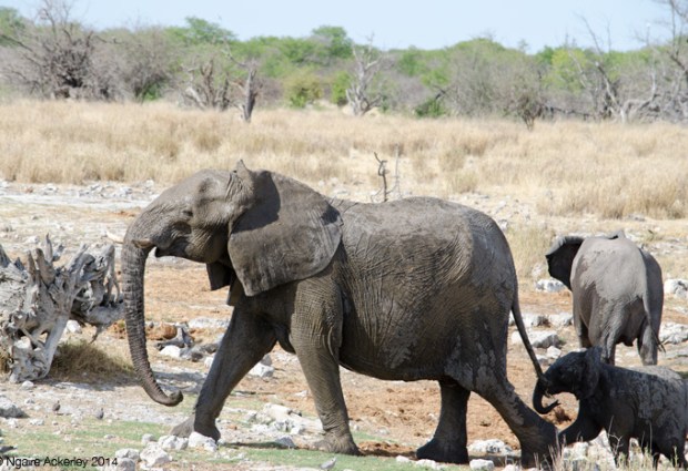 Breeding herd of elephants